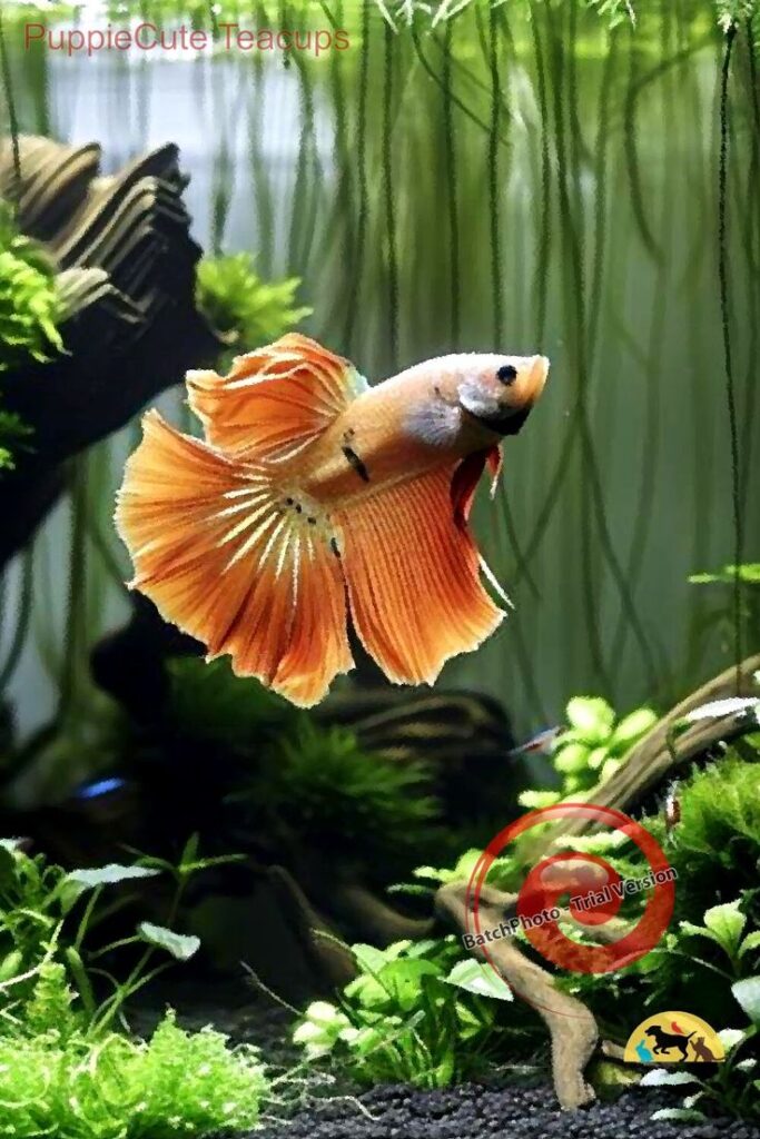 beta fish aquarium beta tank ideas aesthetic fish tank ideas fish tank decoration