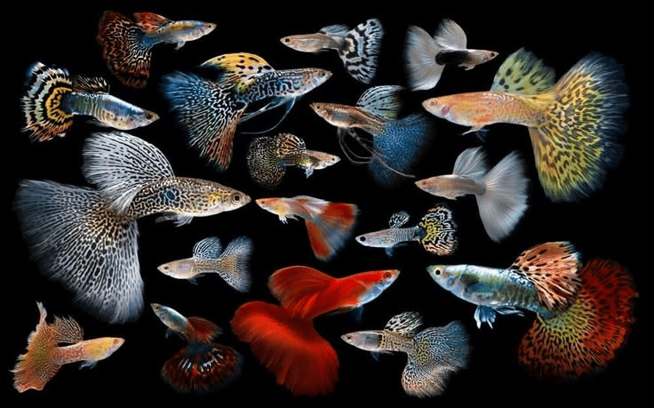 Common Mistake to Avoid in Guppy Fish Breeding 20 beautiful types of guppy fish