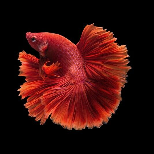 808 red hm male photo by beauty betta