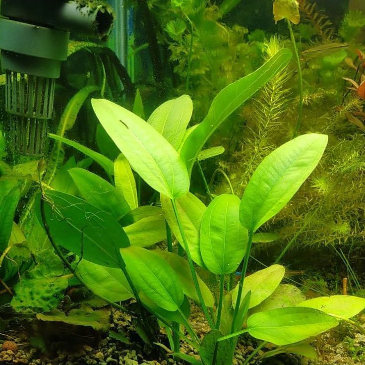 amazon swordtail lowtech aquatic plant (background plant)