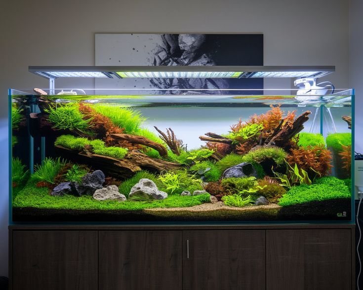 Aquatic Plants 