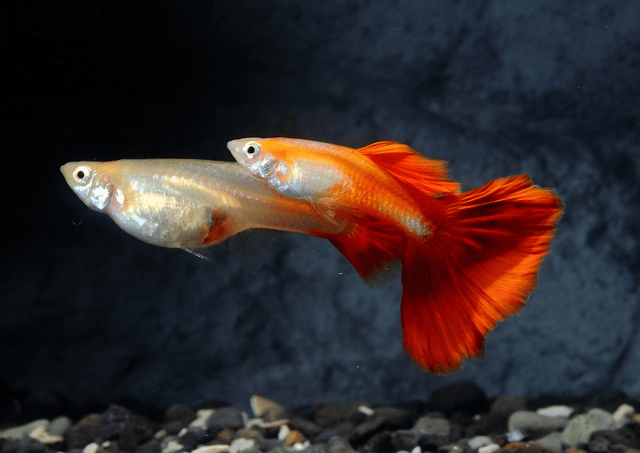 Common Mistake to Avoid in Guppy Fish Breeding blonde red guppy