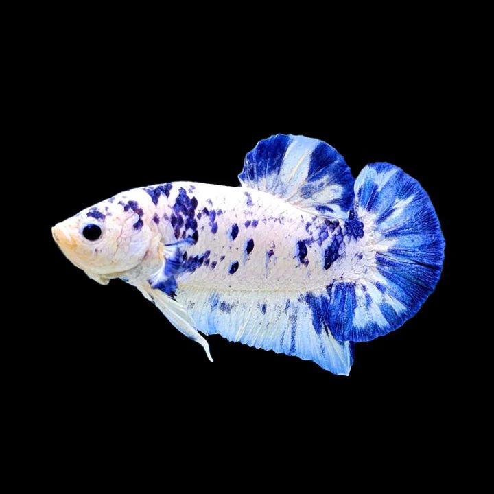 blue marble plakat betta pet topia