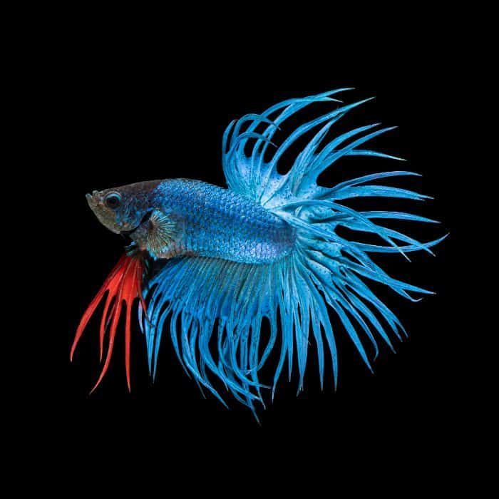 crowntail betta fish lifespan, colors, & care