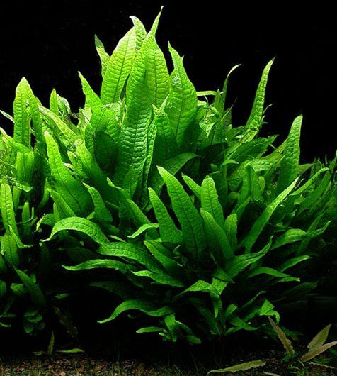 easy aquarium plants you can add to your tank today!
