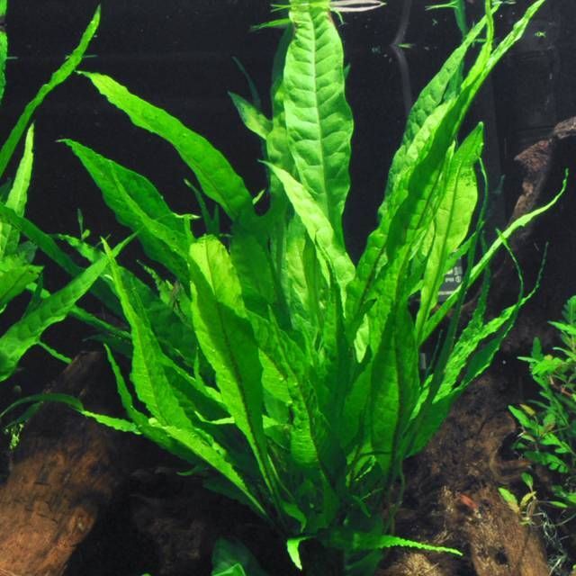 epiphytes aquasabi