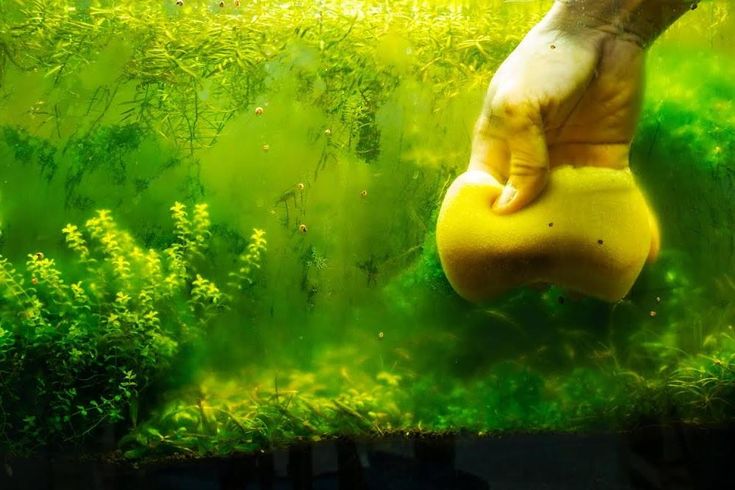control algae