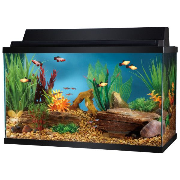 maintenance of an aquarium
