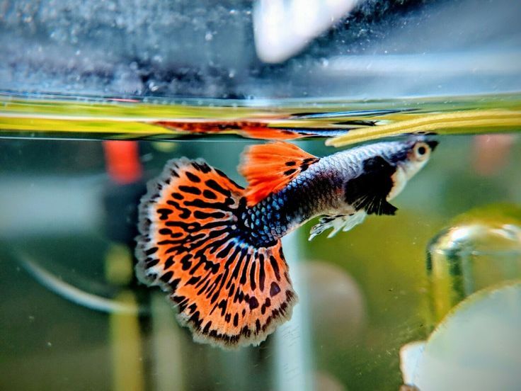 The Complete Guide to Guppy Fish Culturing hundreds of beautiful guppies strains for aquarists