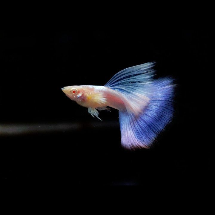 Creating a Thriving Aquarium Ecosystem: The Perfect Balance of Guppies, Betta Fish, and Aquatic Plants hundreds of beautiful guppies strains for aquarists