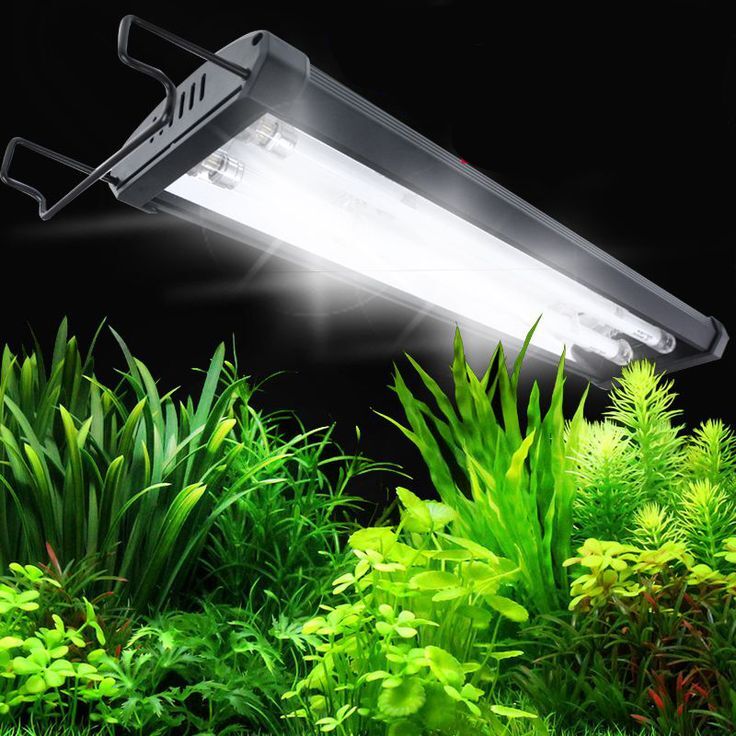 plants and light
