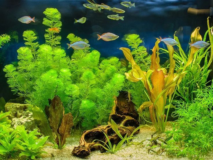 How to Choose the Right Aquarium Plants for Your Fish Tank download (1)