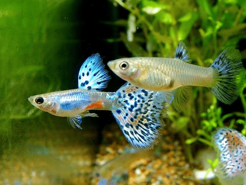 Common Mistake to Avoid in Guppy Fish Breeding download (2)