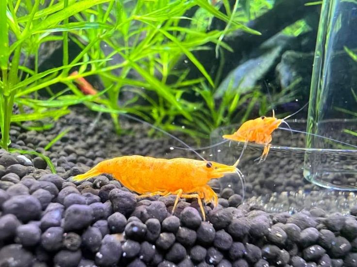 shrimp