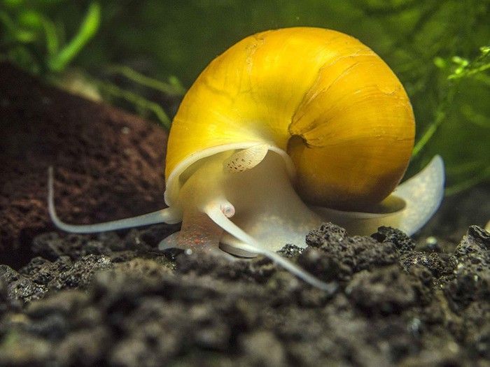 yellow snail