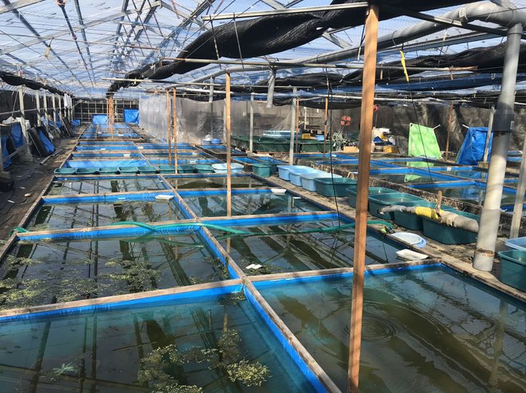 めだか販売ー埼玉県最大級の養魚場【あさじめだか】